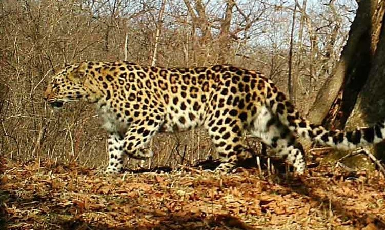 Leopard Kills 7 goats, sheep in Poonch
